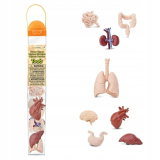 Figuríny - orgány ľudských orgánov (Safari Ltd)