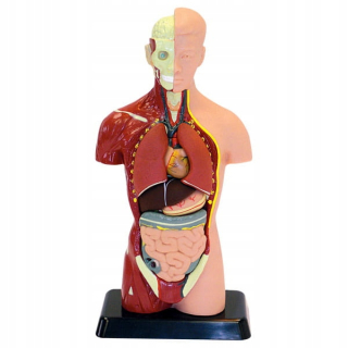 Anatomický model trupu