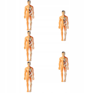Model ľudských orgánov v súprave Kidcraft