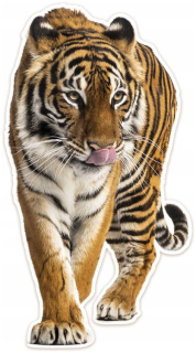 Detské samolepky na stenu - Wall Sticker Plyšová Tiger 65x119cm Big