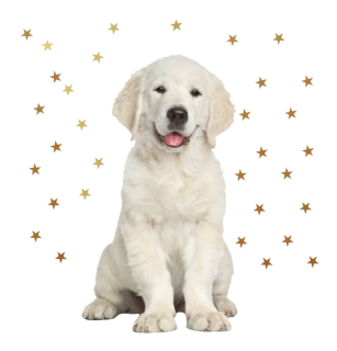 Detské samolepky na stenu - Wall Sticker Pes Zlatý retriever pes