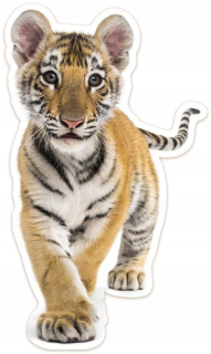 Detské samolepky na stenu - Detské nálepky Malé Tiger 34x59cm