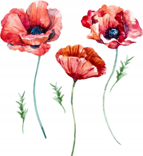 Detské samolepky na stenu - Samolepky na stenu Red Maki Flowers 170x150cm