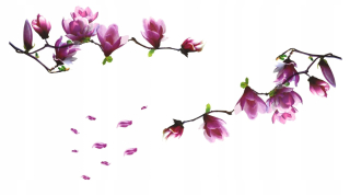 Detské samolepky na stenu - Magnolia orchid XXL stenové nálepky