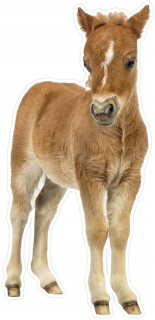 Detské samolepky na stenu - Plyšová Wall Sticker Horse, Colt 52x110cm