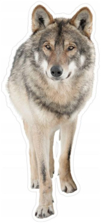 Detské samolepky na stenu - Plyšová Wall Sticker Vlk 38x85cm Pozrite sa na film