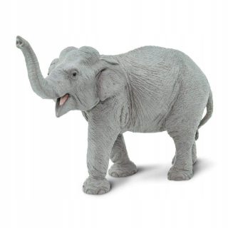 Indian Elephant - Slon Safari Ltd. 227529
