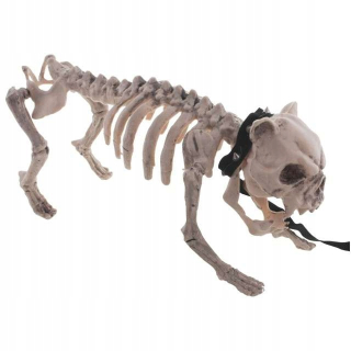 Kostra jazvečík pes Dog Keosult Halloween XL