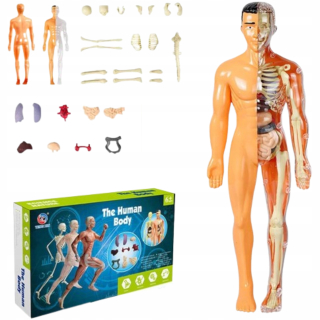 Edukačný anatomický model ľudského tela, kostra, vnútorné orgány