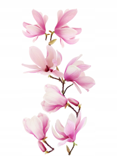 Samolepky na stenu, zrkadlo, nábytok, kvety, kvety, samolepiace Magnolia